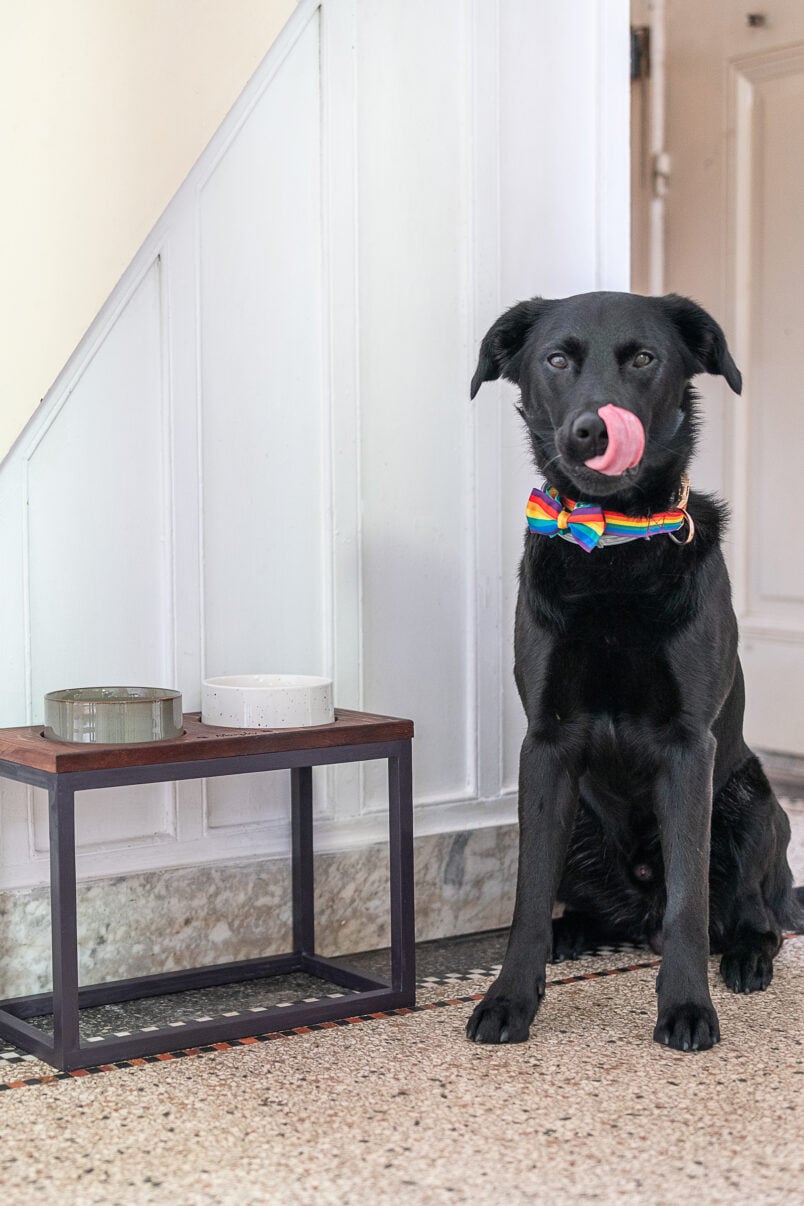 DIY Raised Dog Bowl Stand and dog licking nose