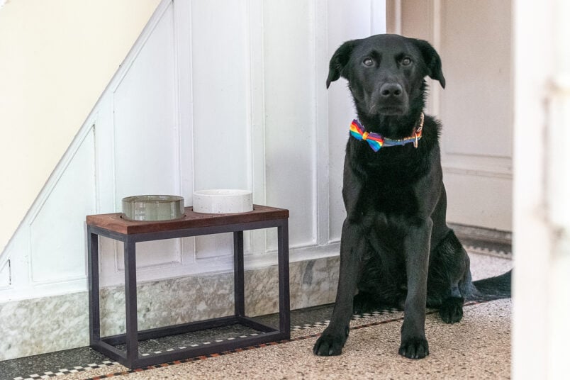 Raised dog bowl stand and dog with pride bowtie