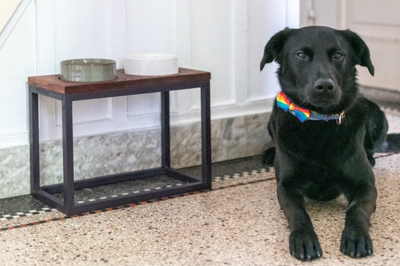 black dog with bowtie next to elevated dog feeder